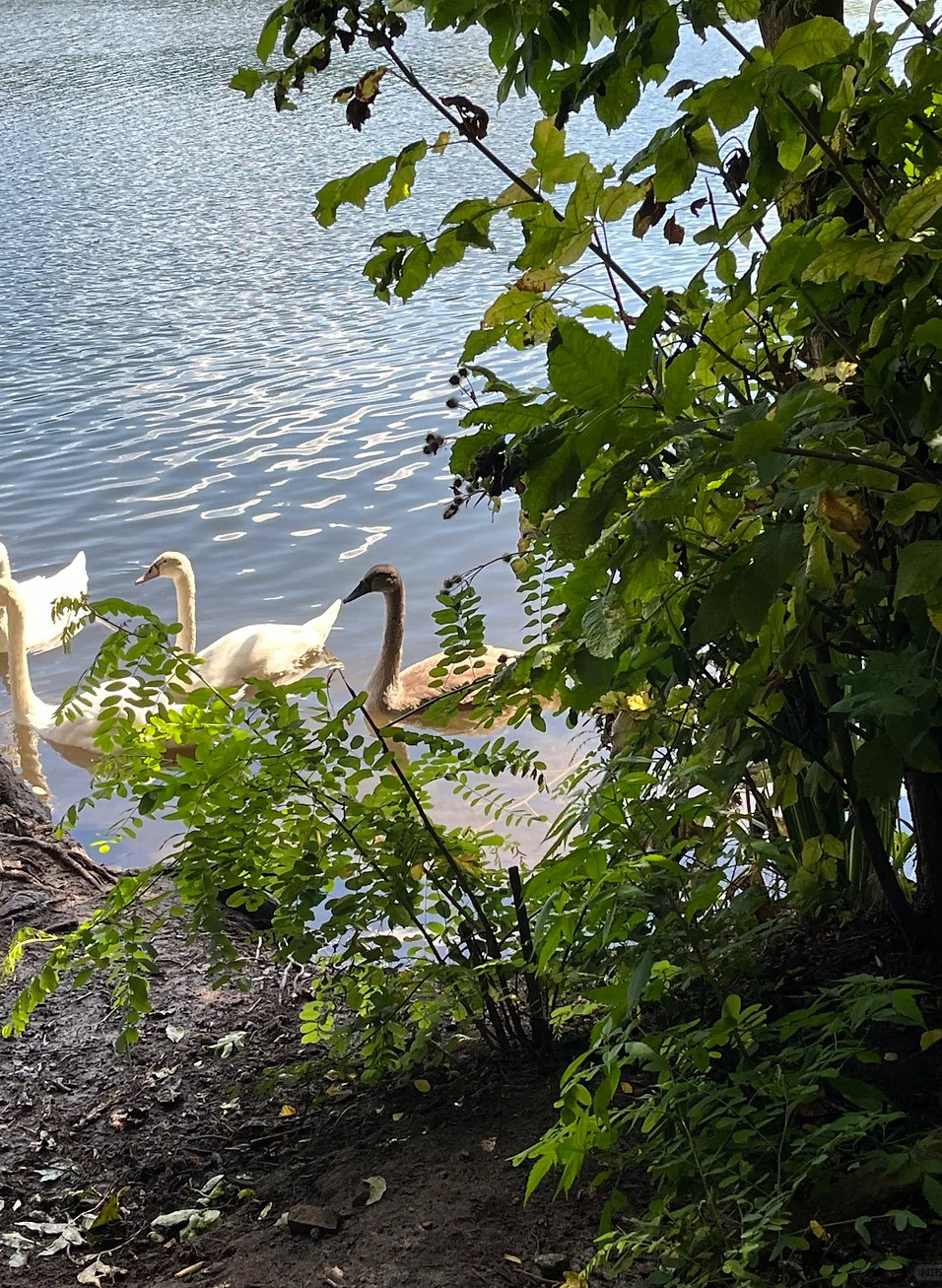 打卡柏林Grunewald(格鲁内瓦尔德森林)_5_Suzanne 留学笔记_来自小红书网页版.jpg