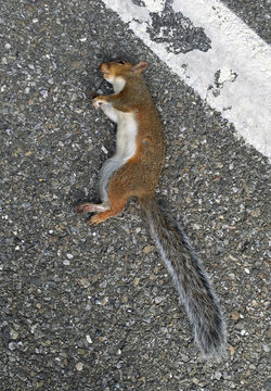 Gray Squirrel, deceased, roadkill