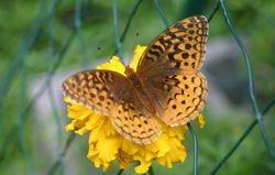 Great Spangled Fritillary