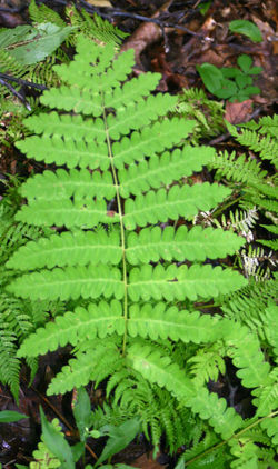 Fern,