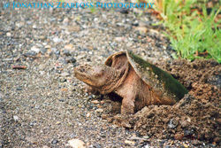Snapping Turtle, ♀, laying eggs