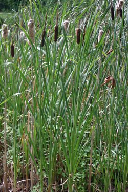 Cattail, Typha sp.