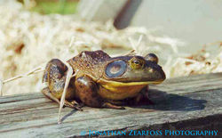 Bullfrog, Rana catesbeiana, ♂