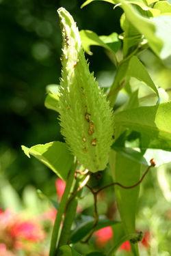 Common Milkweed, Asclepias syriaca
