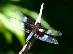 unknown odonata