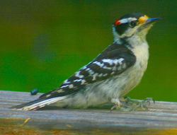 Downy Woodpecker, Picoides pubescens