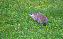Groundhog, Marmota monax
