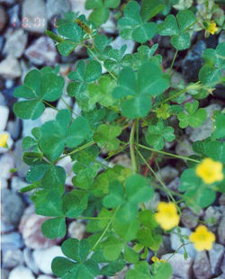 Wood Sorrel (Yellow), Oxalis stricta