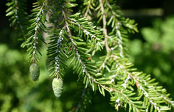 Hemlock Wooly Adelgid