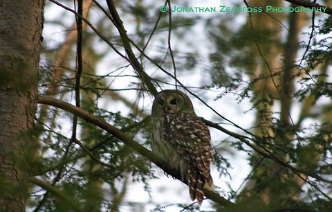 An image of a barred owl: late winter and late afternoon.