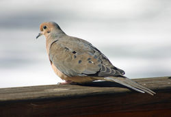 Mourning Dove, Zenaida macroura