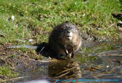 Muskrat, Ondatra zibethicus