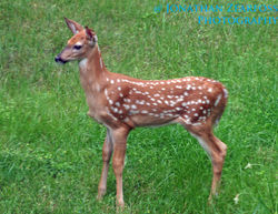 Odocoileus virginianus fawn