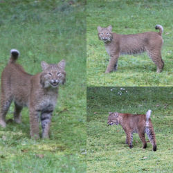 Bobcat, Felis rufus