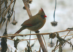 Northern Cardinal, ♀.