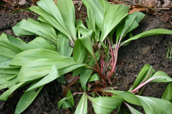 Ramp, Allium trioccum