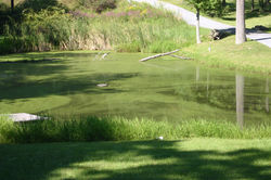 pond with algae bloom