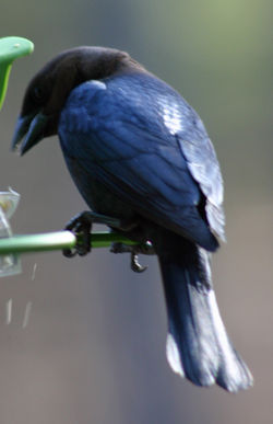 Brown-headed Cowbird, ♂