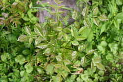 Ash Regrowth