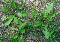Dandelion, Taraxacum officinale