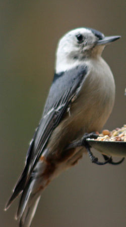 White-breasted Nuthatch