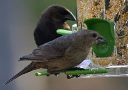 Brown-headed Cowbird, ♀.