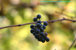 Riverside Grape, Vitis riparia
