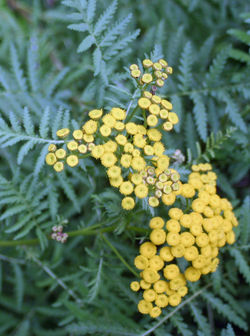 Tansy, Tanacetum vulgare