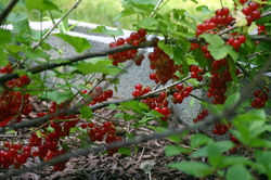 Red Currant, Ribes rubrum
