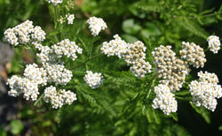 Common Yarrow, Achillea millefolium