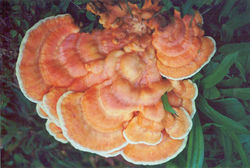 Chicken Mushroom