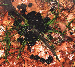 Feces, White-tailed Deer