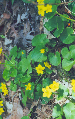 Marsh Marigold, Caltha palustris