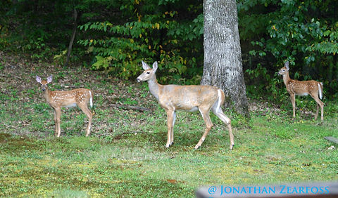 An image of a female white-tailed deer with twin fawns