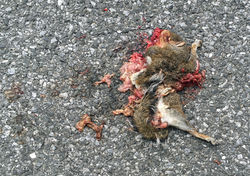 Gray Squirrel, deceased, roadkill.