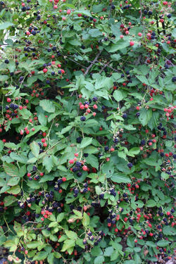 Common Blackberry