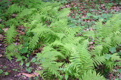Mixed ferns