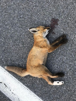 Red Fox, juvenile, deceased