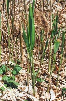 Common Reed Grass, Phragmites