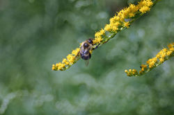Bumblebee, Bombus fervidus