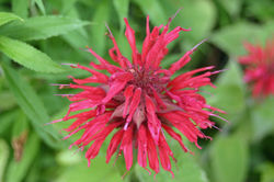(Red) Bee Balm, Monarda didyma
