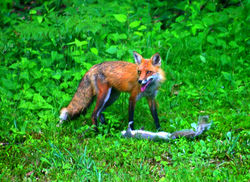 Red Fox, Vulpes vulpes fulvus