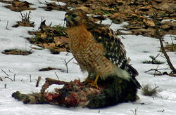RS hawk with raccoon carcass