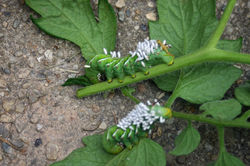 Tomato Hornworm
