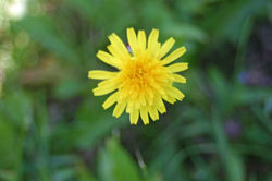 Dandelion, Taraxacum officinale
