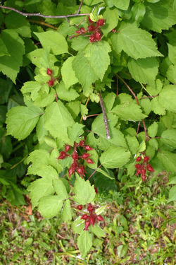 Wineberry, Rubus phoenicolasius