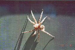 Forest Wolf Spider, Lycosa gulosa