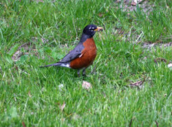 American Robin, Turdus migratorius