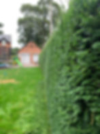 Yew Hedge Trimming