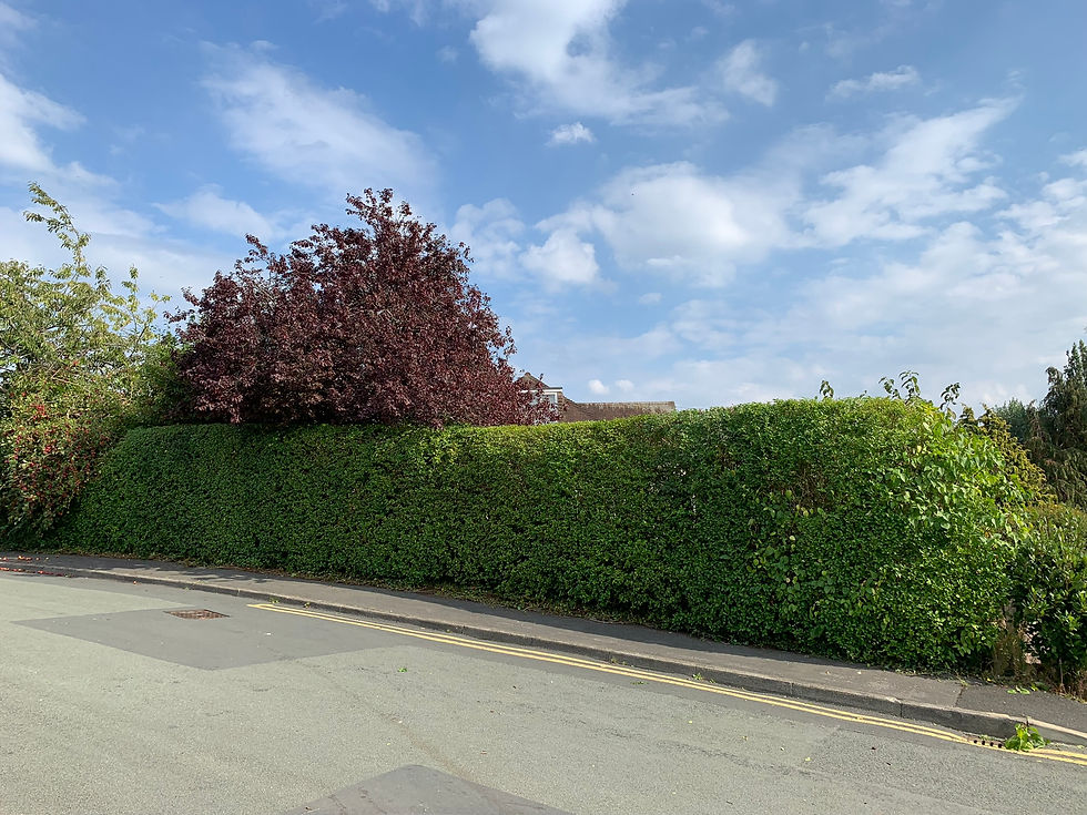 Hedge Trimming